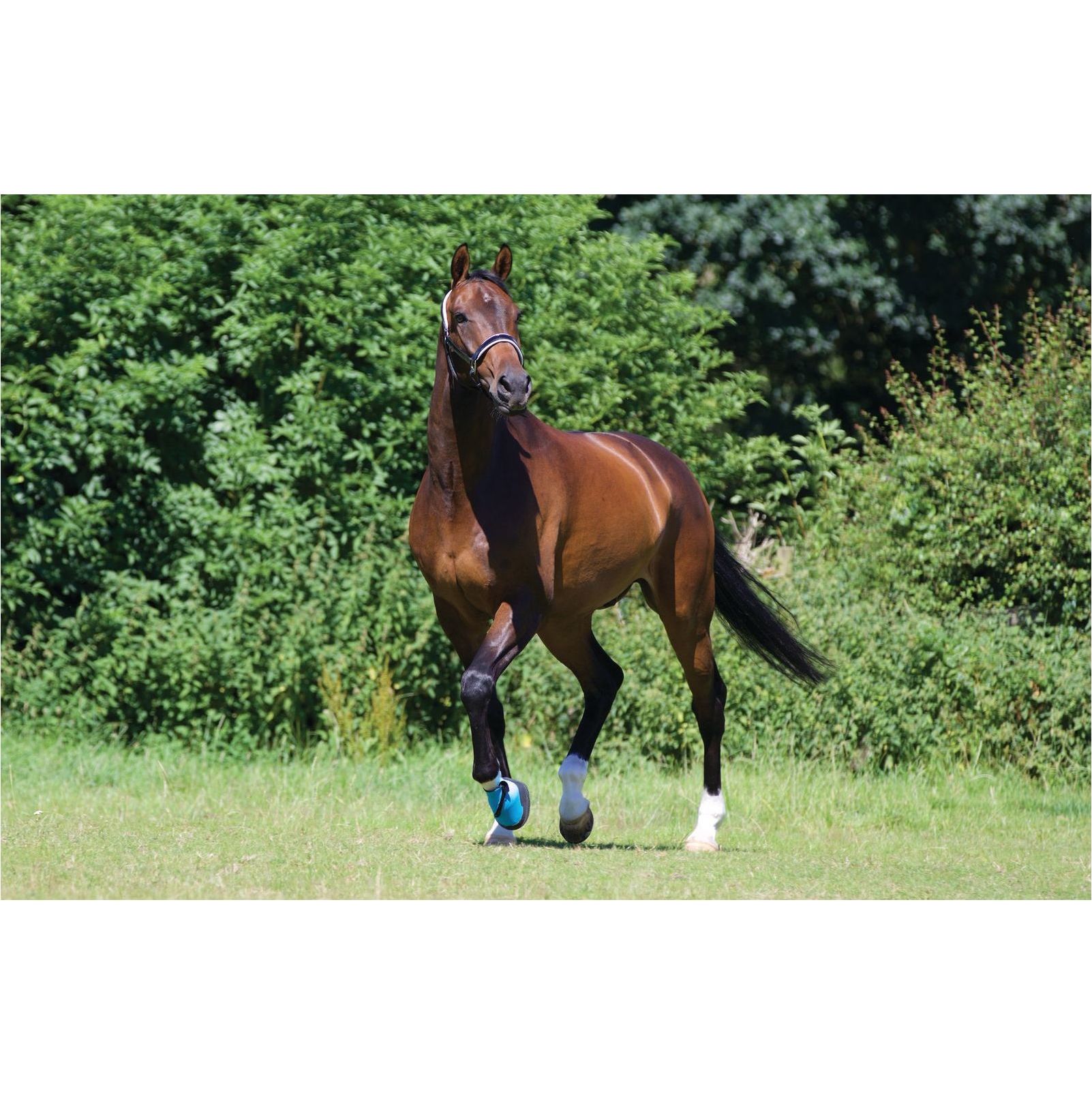 Woof Wear Medical Hoof Boot Blue